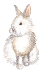 Watercolor hand-drawn white rabbit isolated on white
